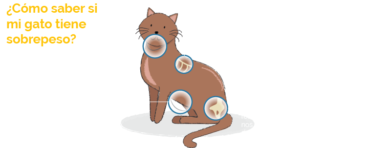 Overweight Cat Indicators Spanish