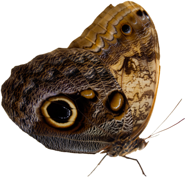 Owl Eyed Butterfly Isolated