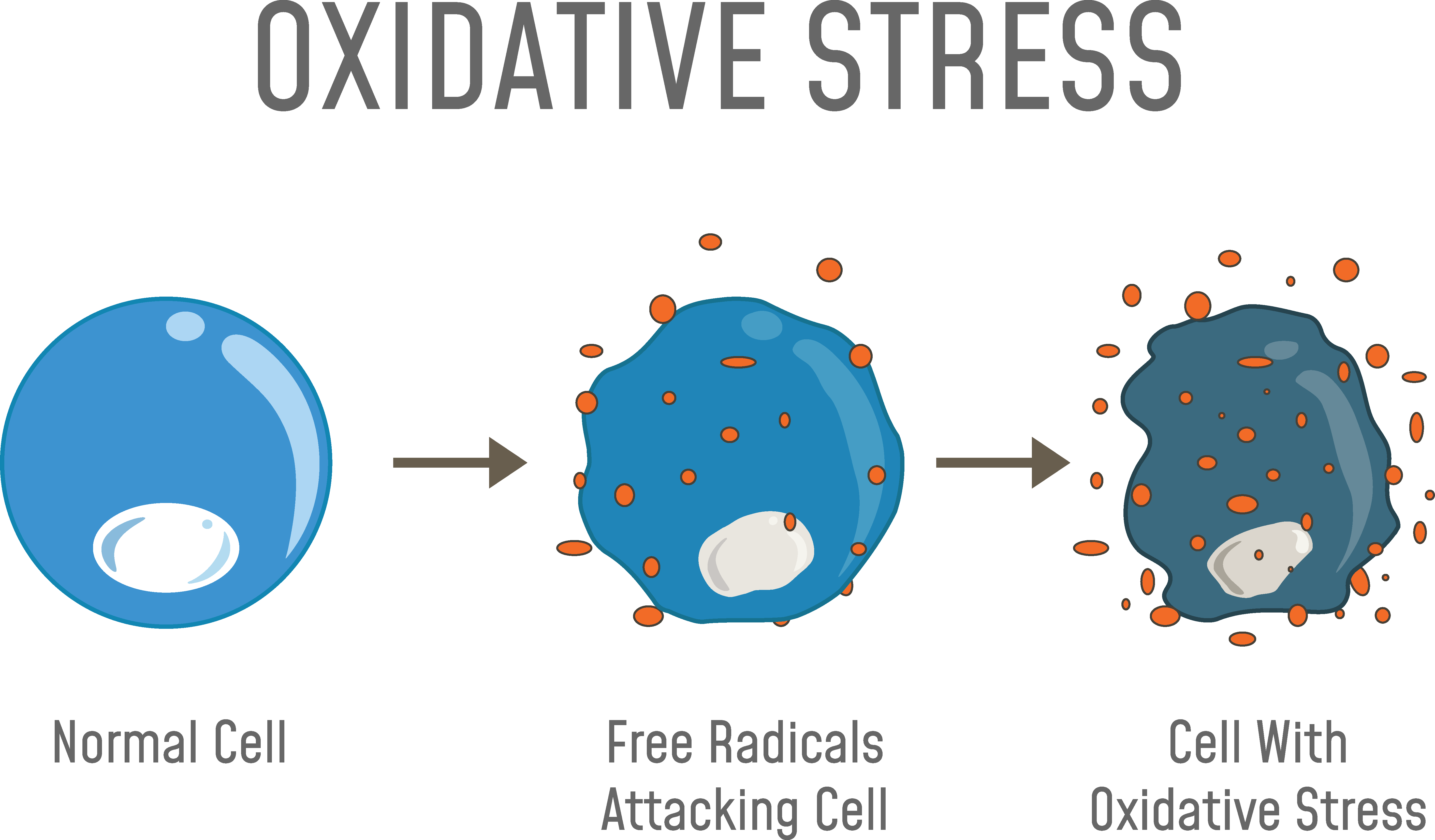 Oxidative Stress Cellular Damage Process