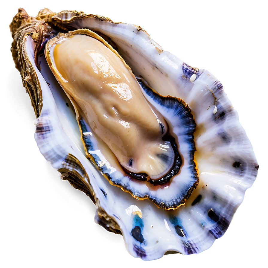 Oyster Delicacy Png Ufb14