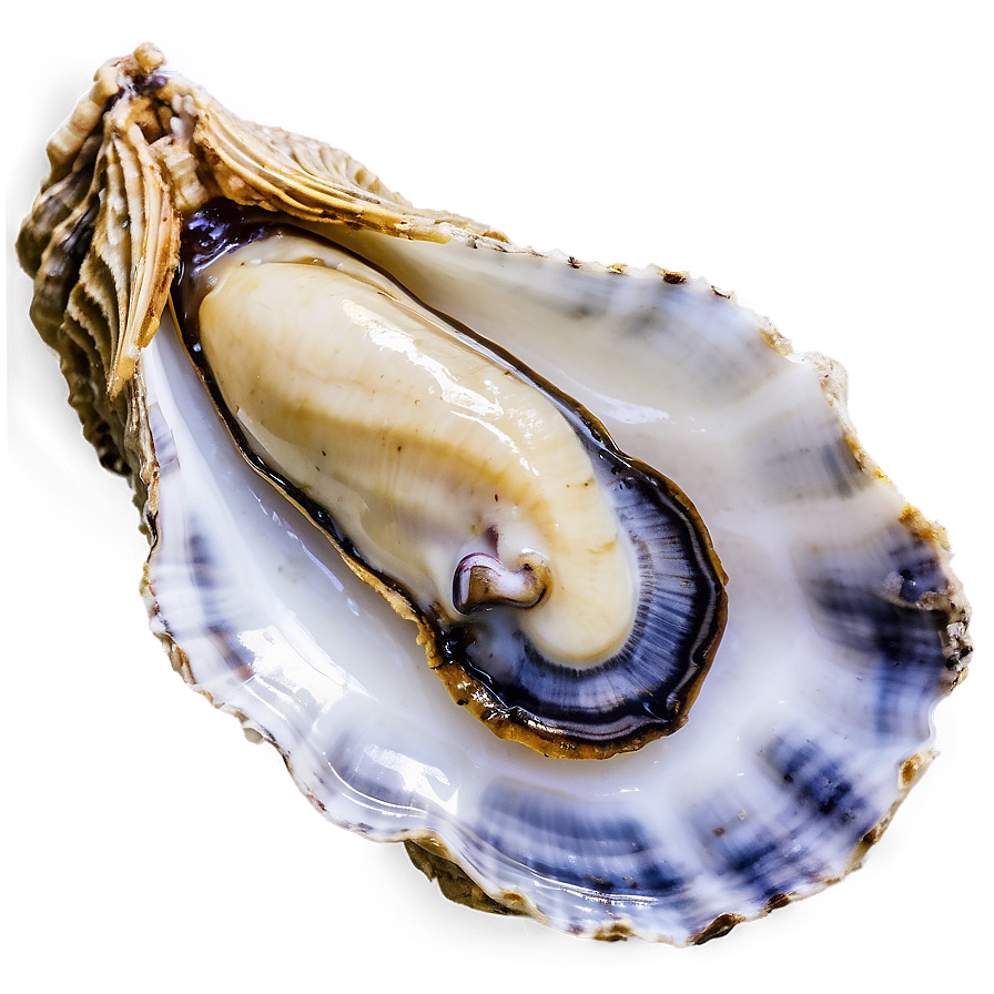 Oyster Mollusk Png 17