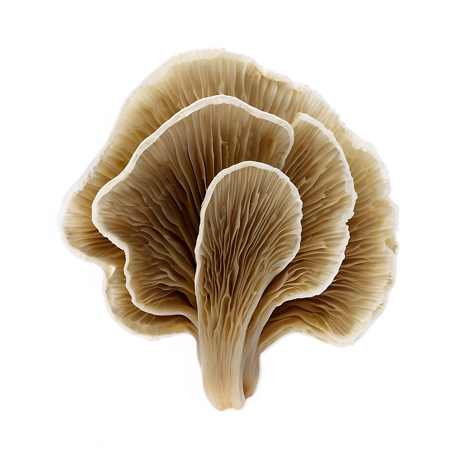 Oyster Mushrooms Png 39