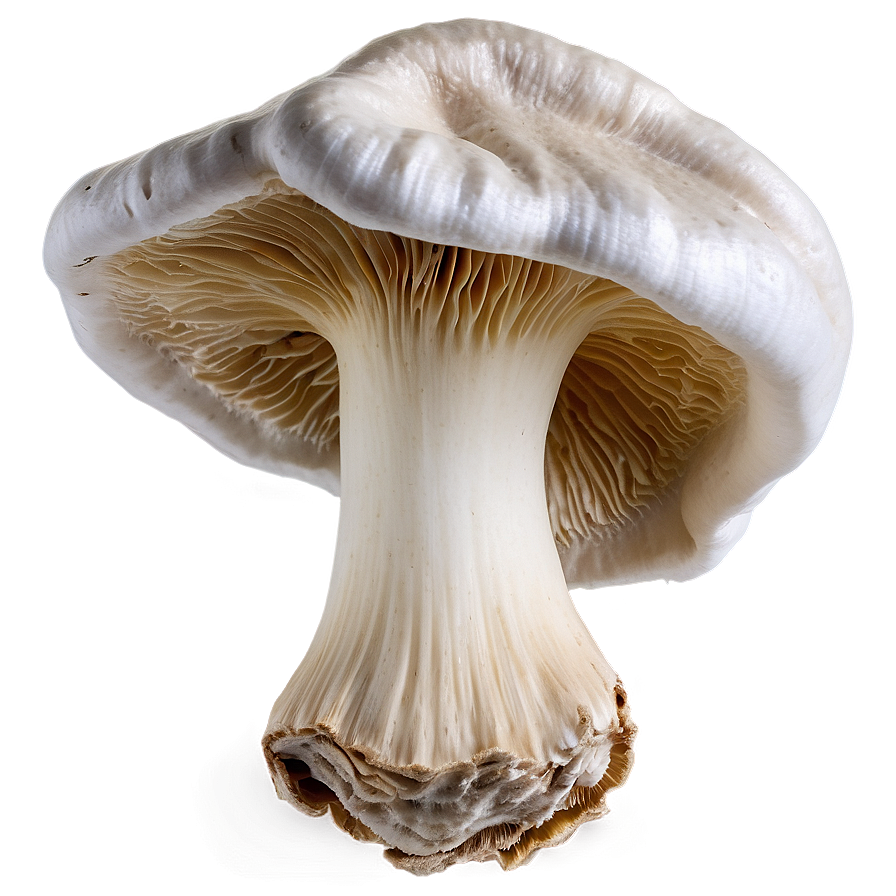 Oyster Mushrooms Png Isx