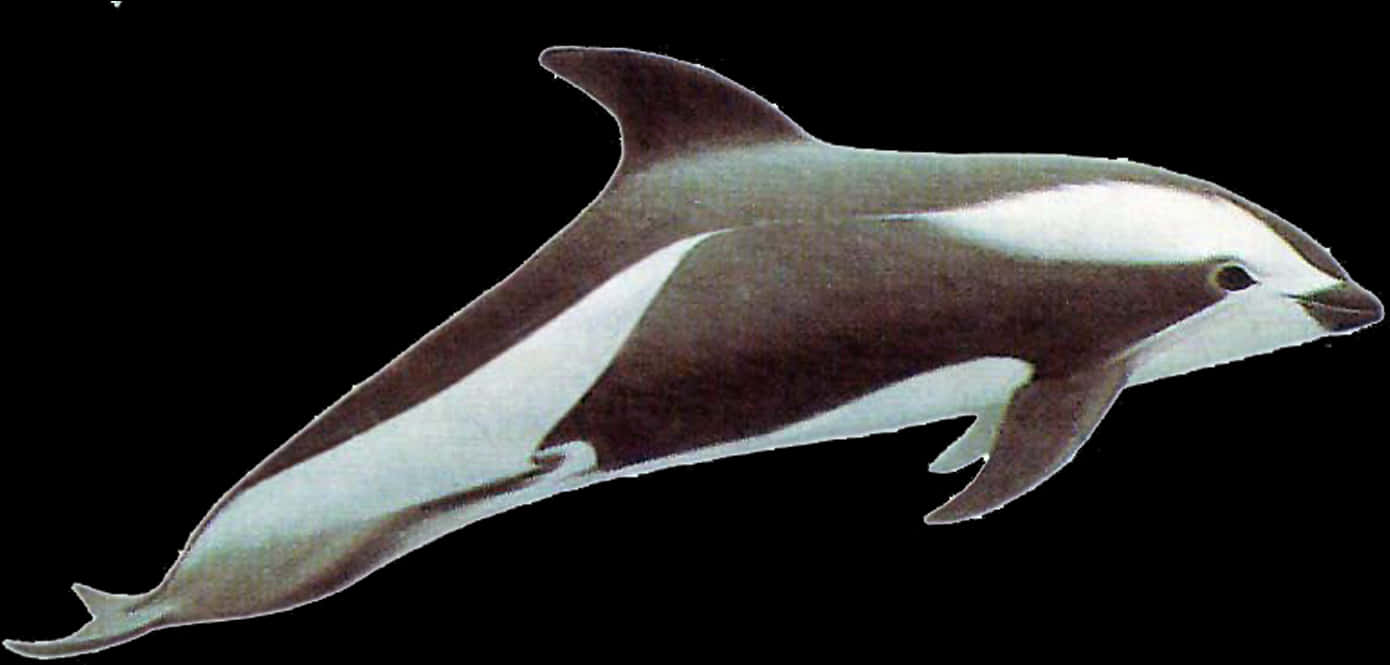 Pacific White Sided Dolphin Illustration