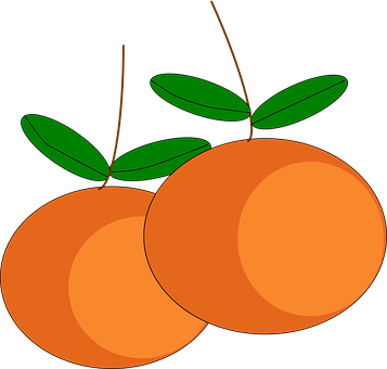 Pair_of_ Oranges_ Vector_ Illustration