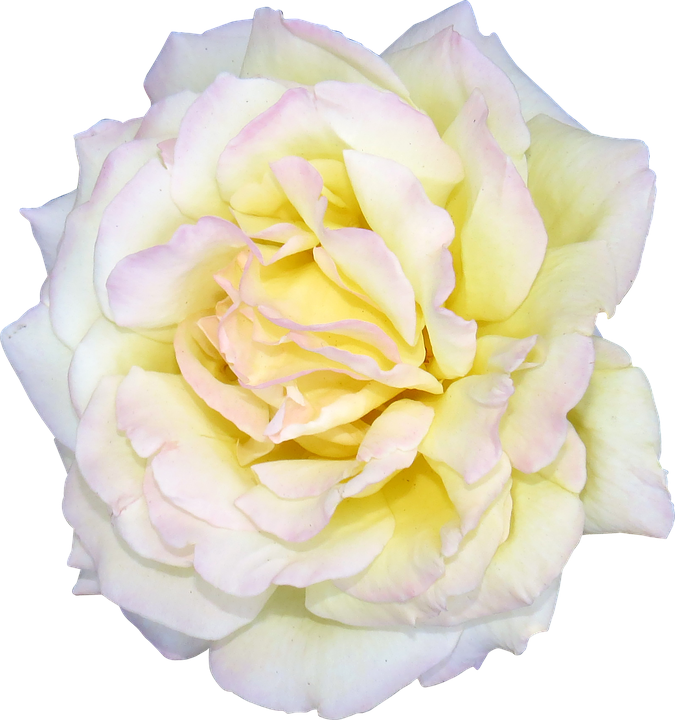 Pale Yellow Rose Isolated Background.png