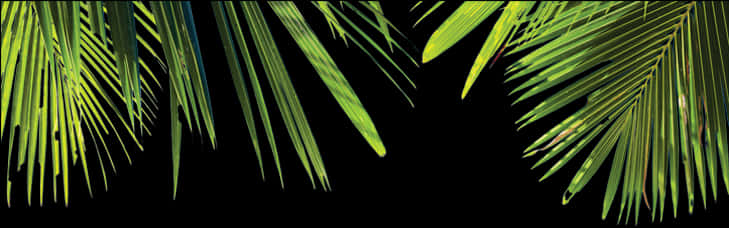 Palm Leaves Black Background