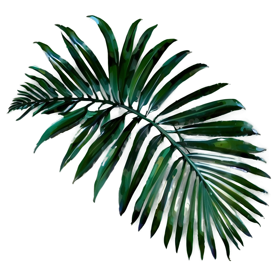 Palm Leaves Png Acm