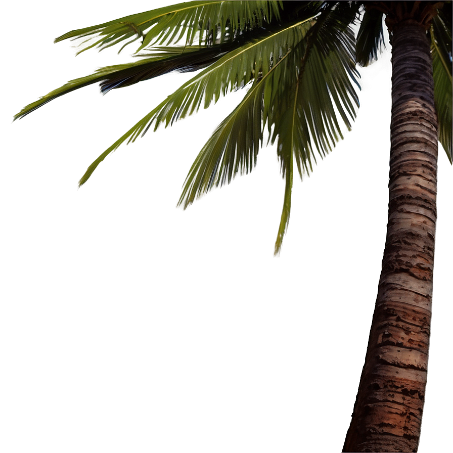 Palm Tree Drawing Png Qlo37