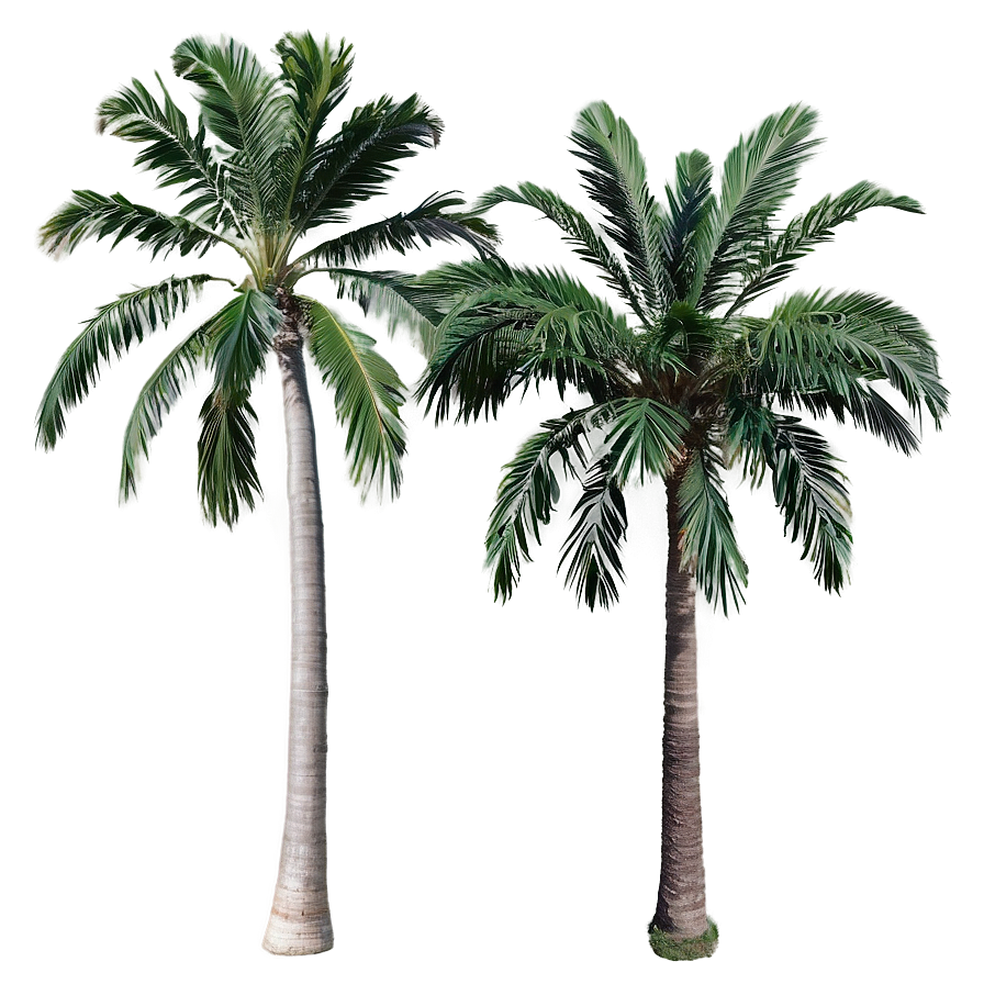 Palms A