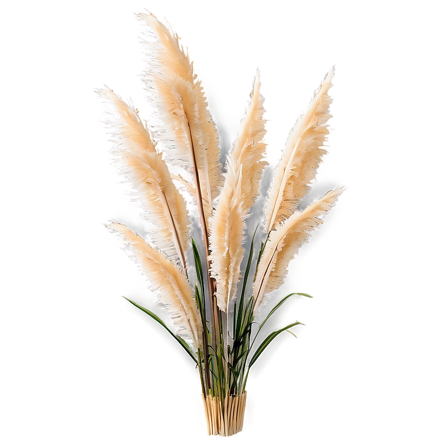 Pampas Grass Arrangement Png Gmg