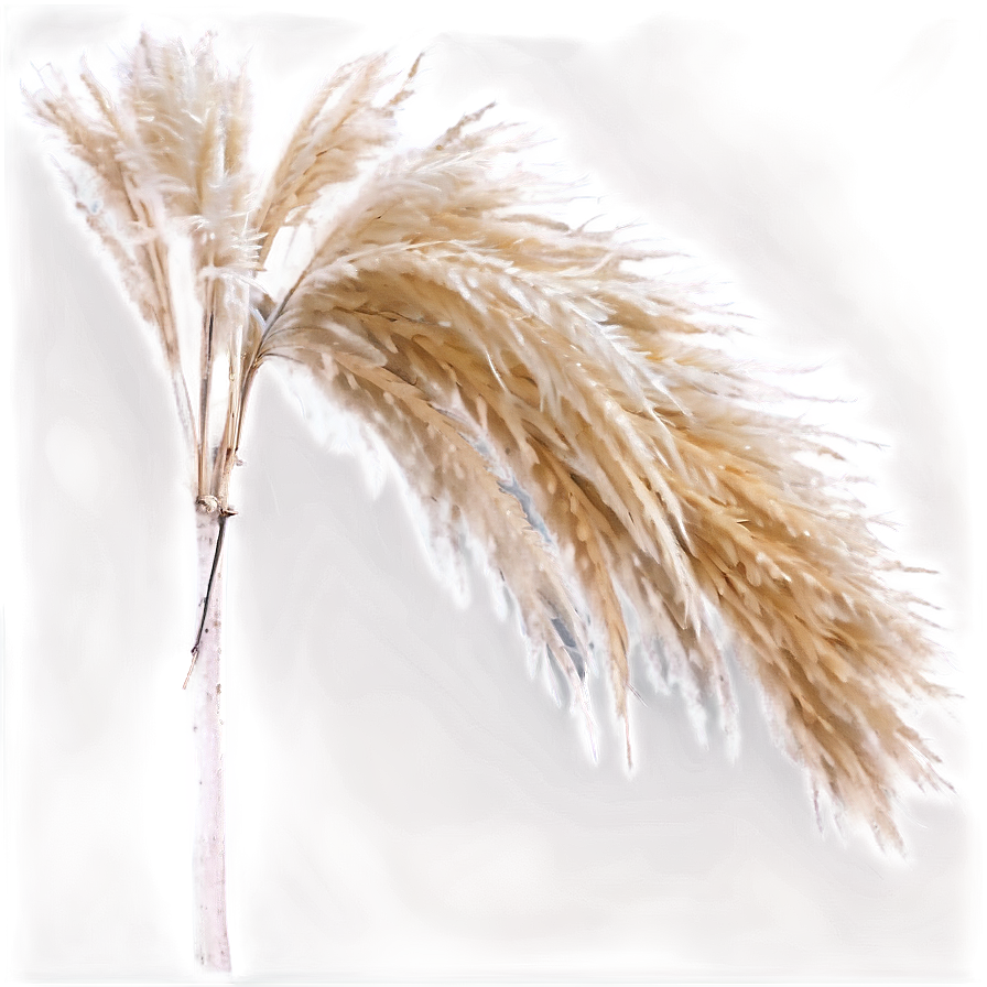 Pampas Grass Blade Png 06272024