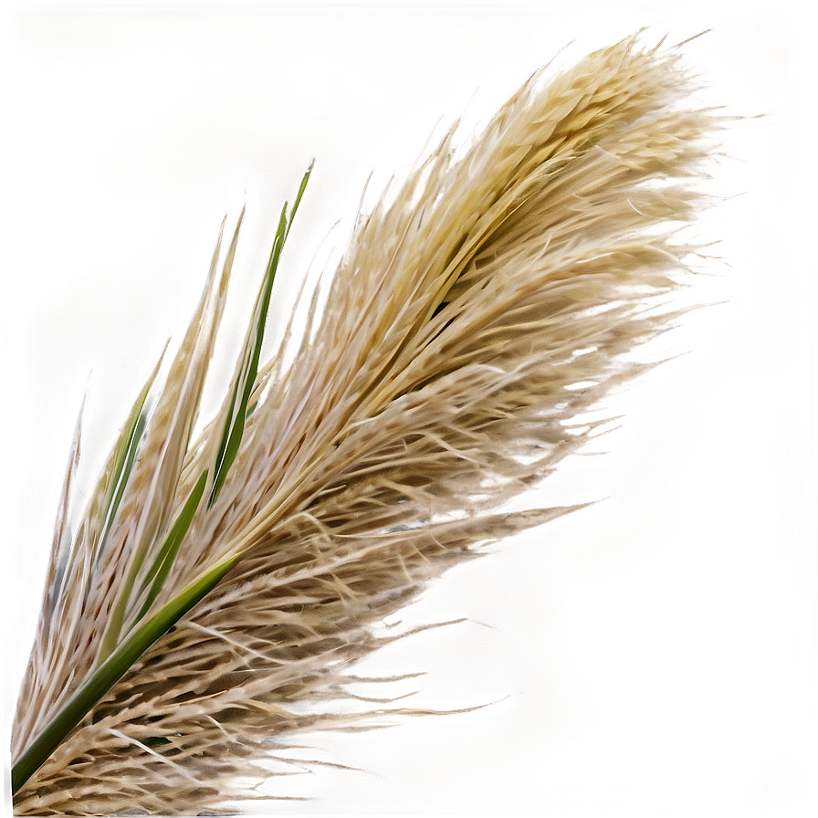 Pampas Grass Blade Png Upd