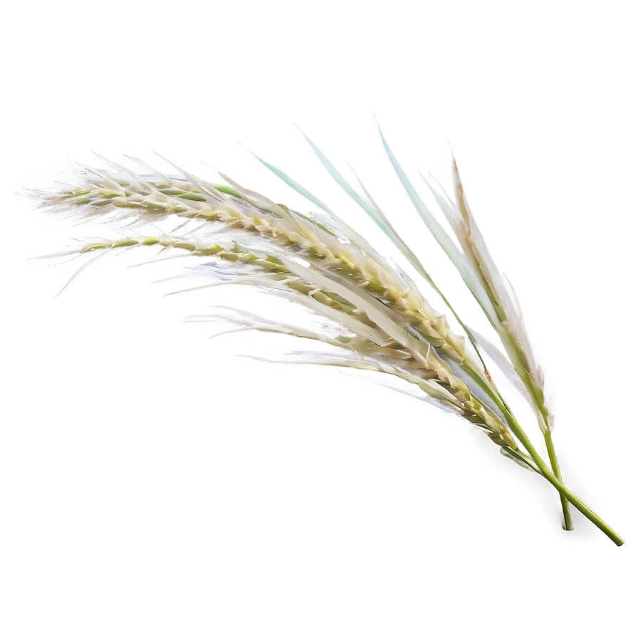 Pampas Grass Blade Png Vaw13