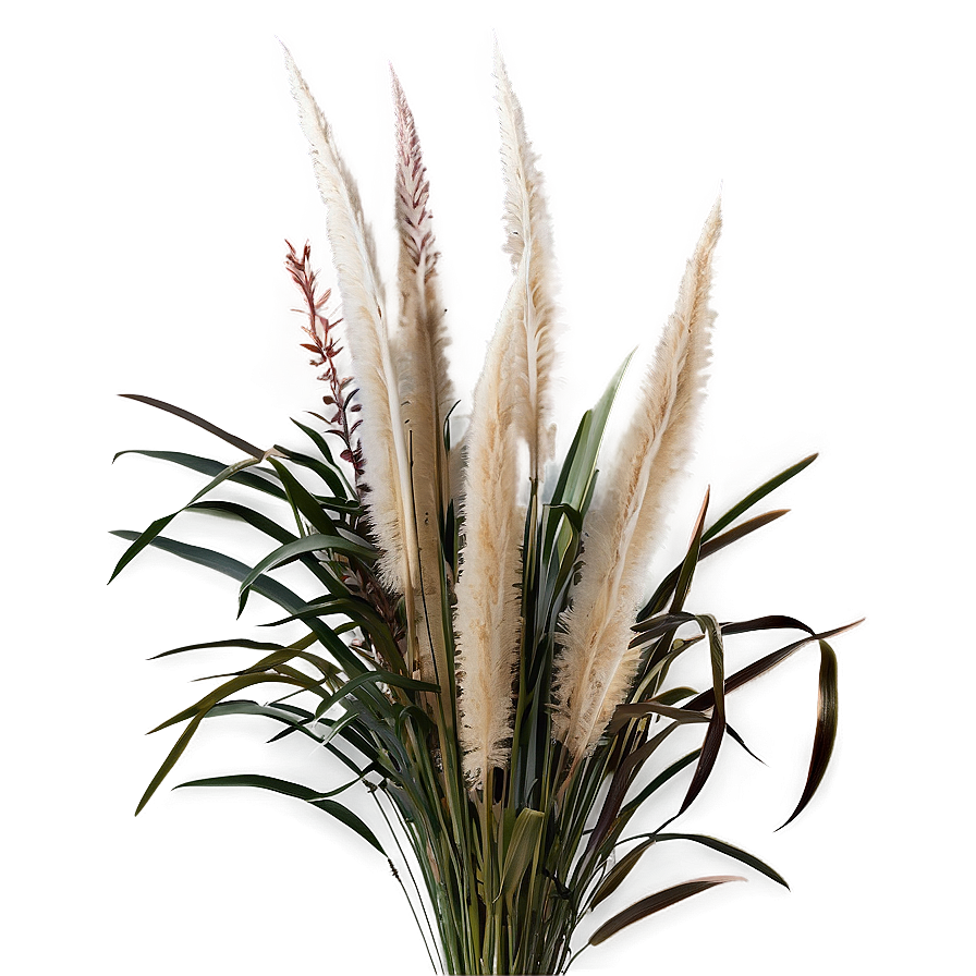 Pampas Grass Bouquet Png Tkf