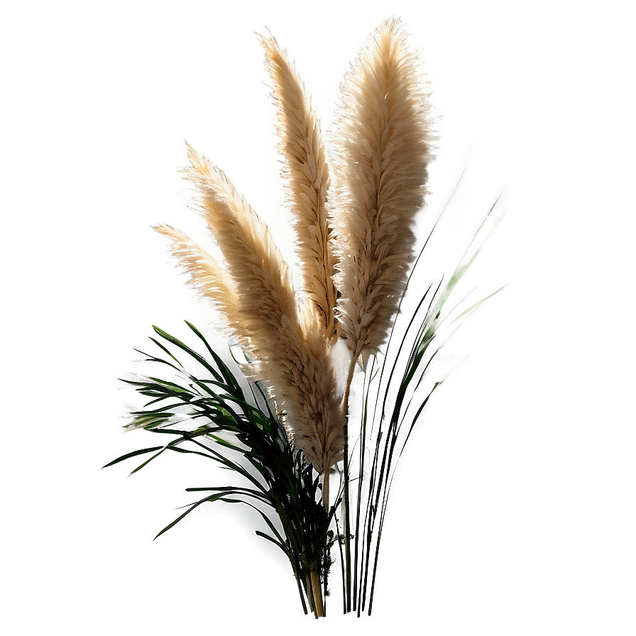 Pampas Grass Bundle Png 80