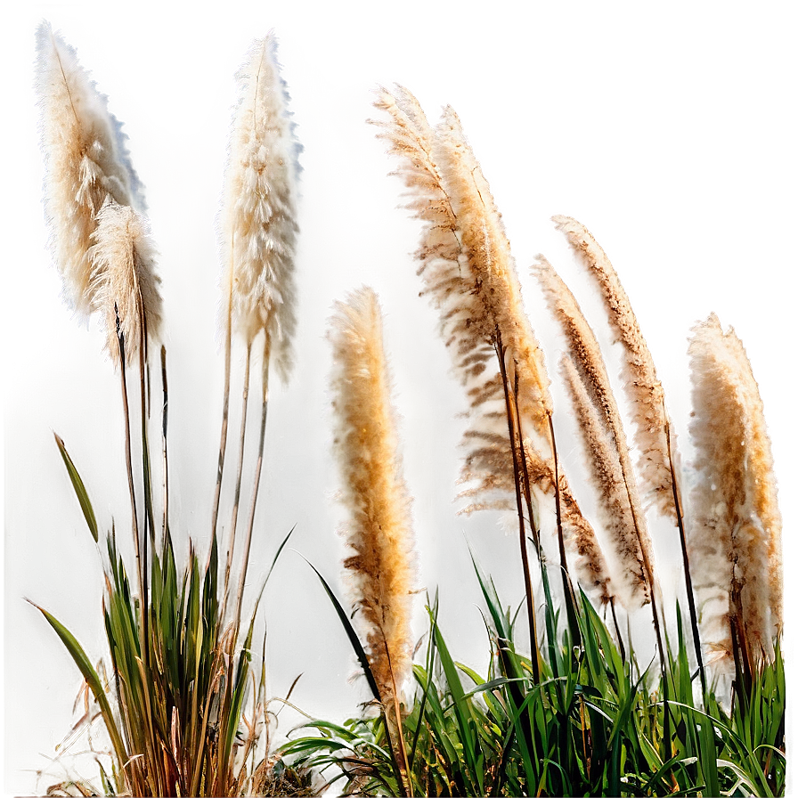 Pampas Grass By River Png Pgl71