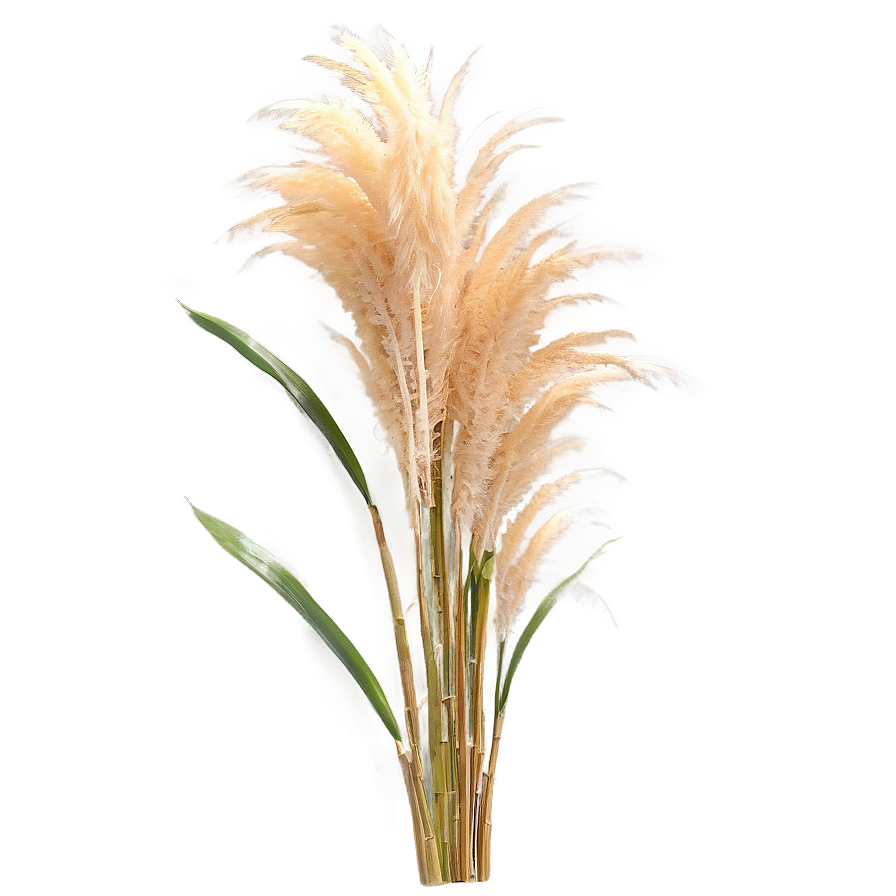 Pampas Grass C