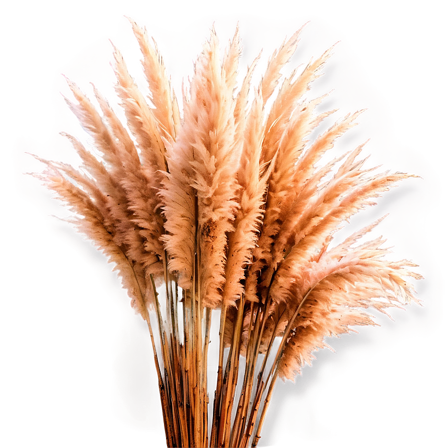 Pampas Grass Closeup Png 23