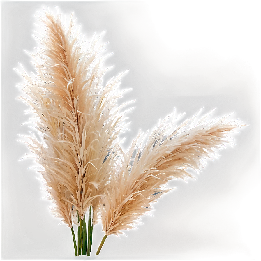 Pampas Grass Crown Png 06272024