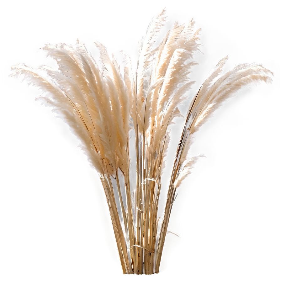 Pampas Grass Crown Png 06272024