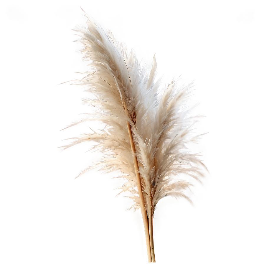 Pampas Grass D