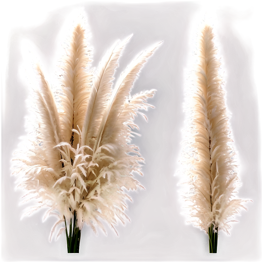 Pampas Grass Decor Idea Png Tnv