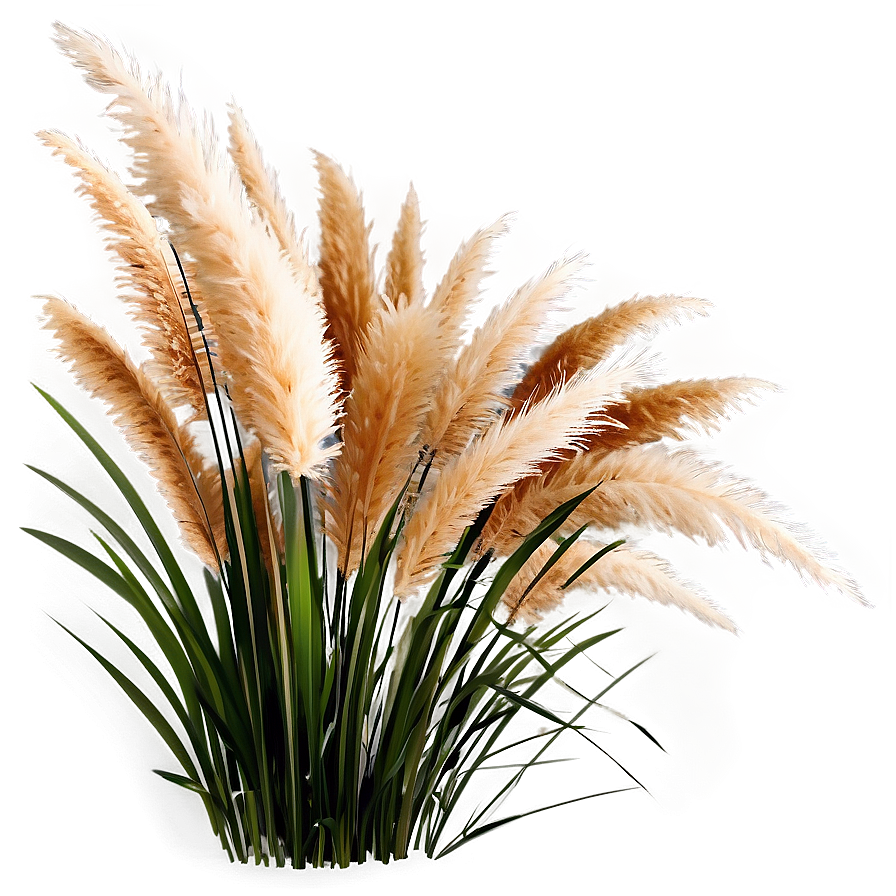 Pampas Grass Decoration Png Kuu43