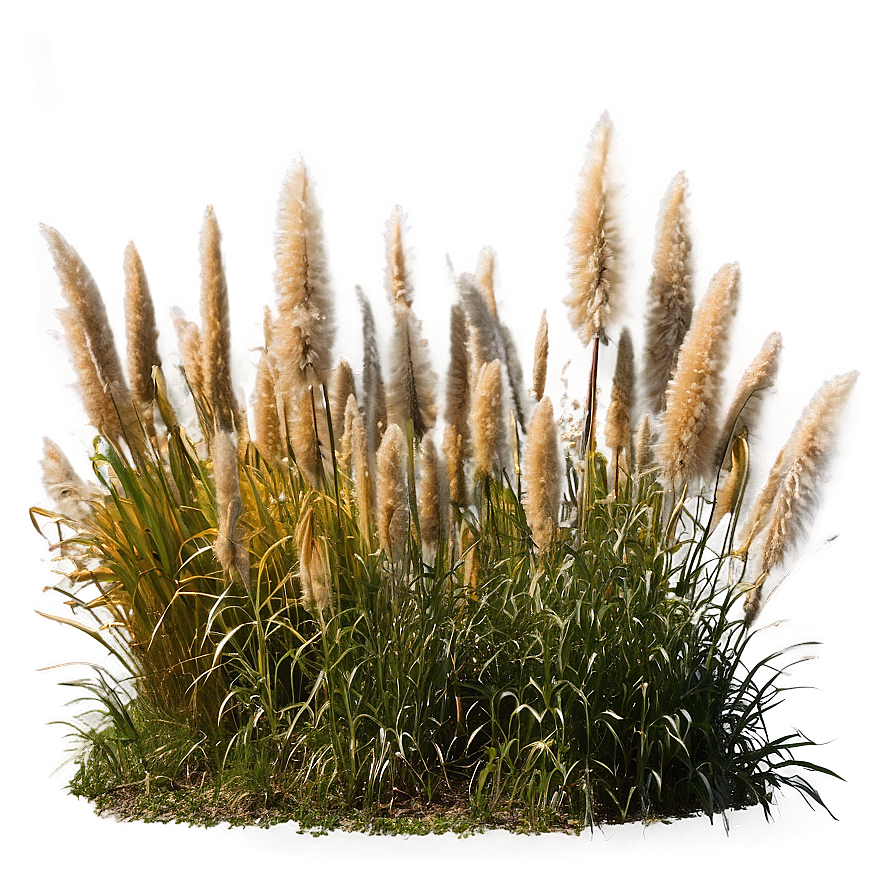 Pampas Grass Field Png 83