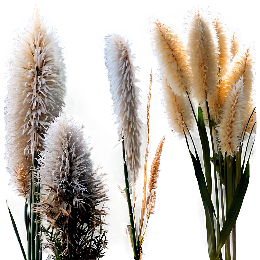 Pampas Grass Field Png Cor