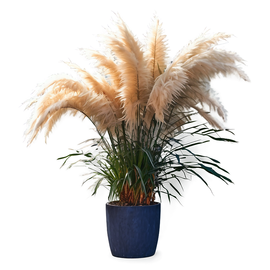 Pampas Grass In Pot Png 06122024