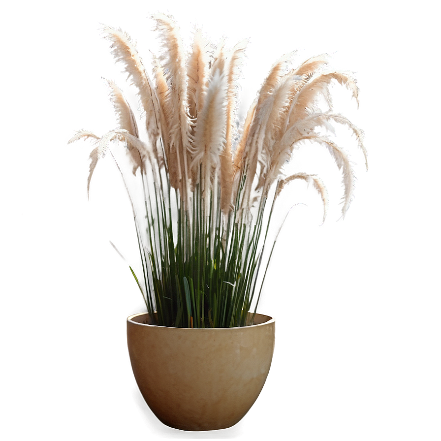 Pampas Grass In Pot Png 6