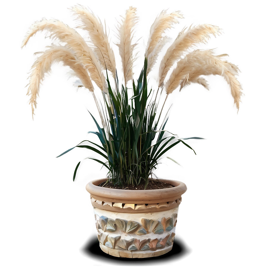 Pampas Grass In Pot Png 75