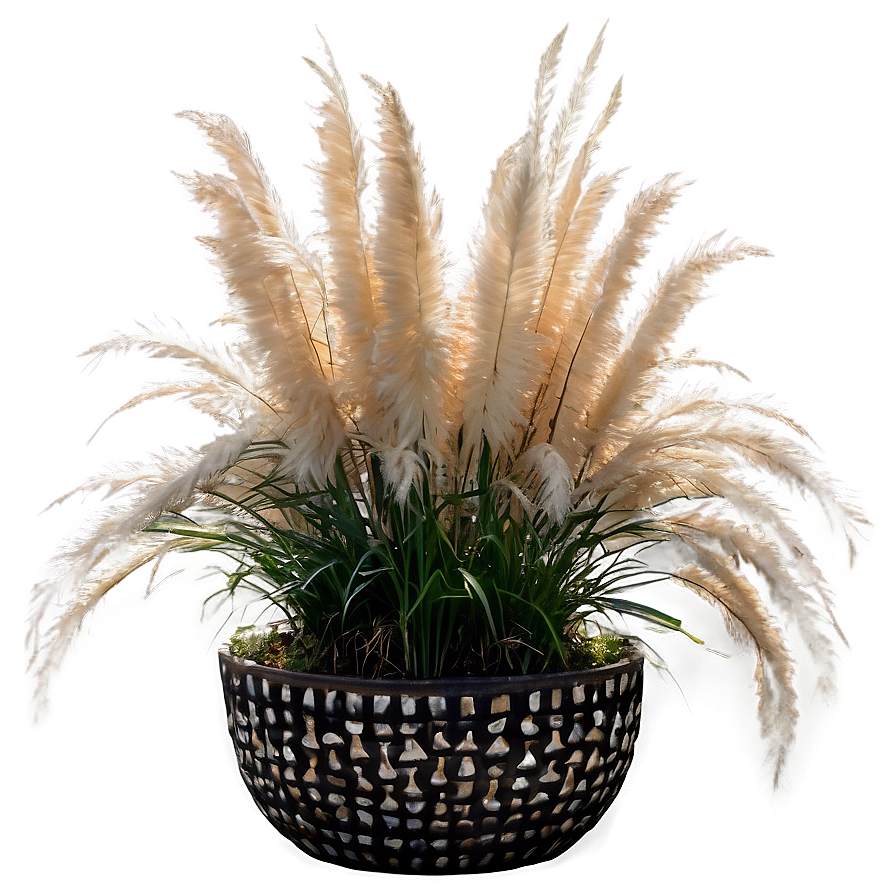 Pampas Grass In Pot Png Uao