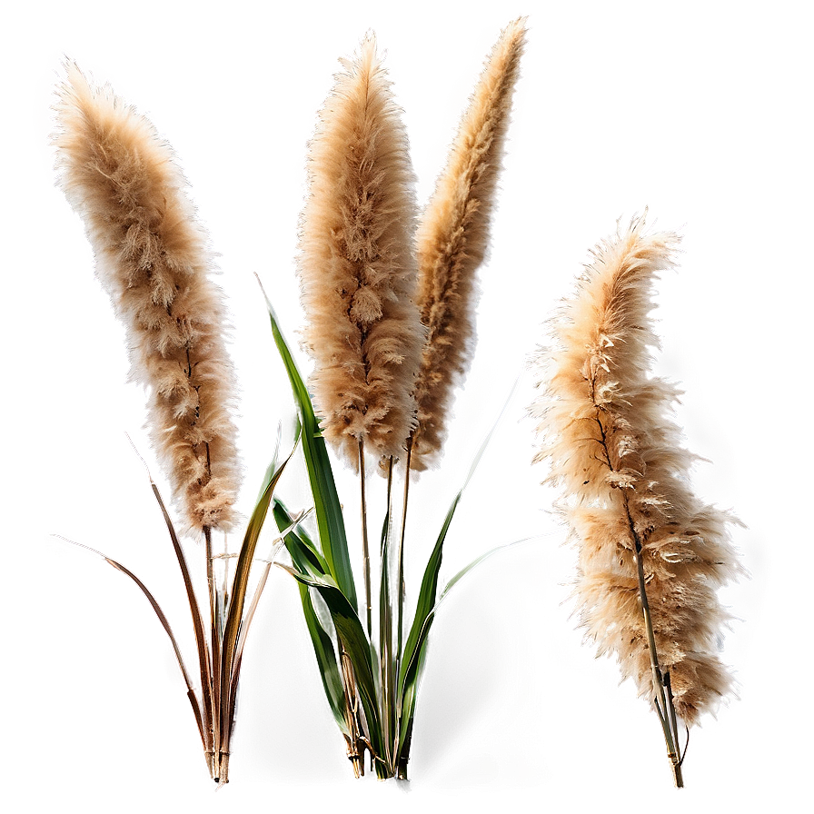 Pampas Grass In Wind Png 06122024