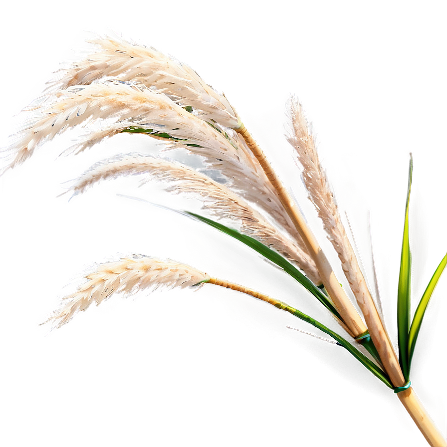 Pampas Grass In Wind Png 06122024