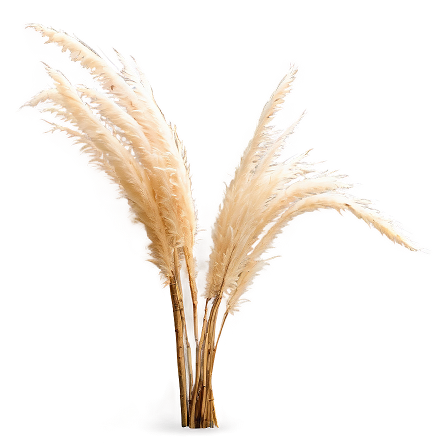 Pampas Grass On Beach Png 72