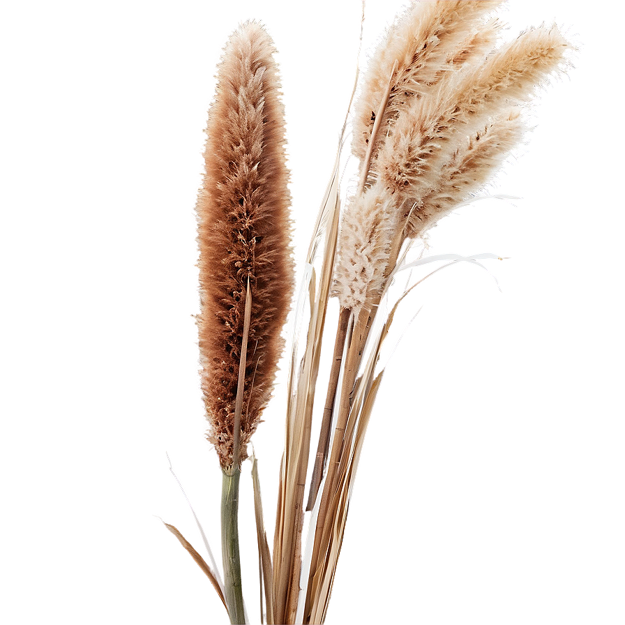 Pampas Grass Png 06272024