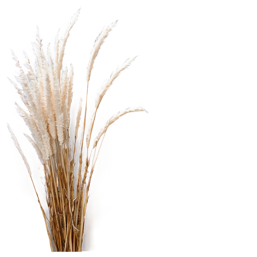 Pampas Grass Png Cbo