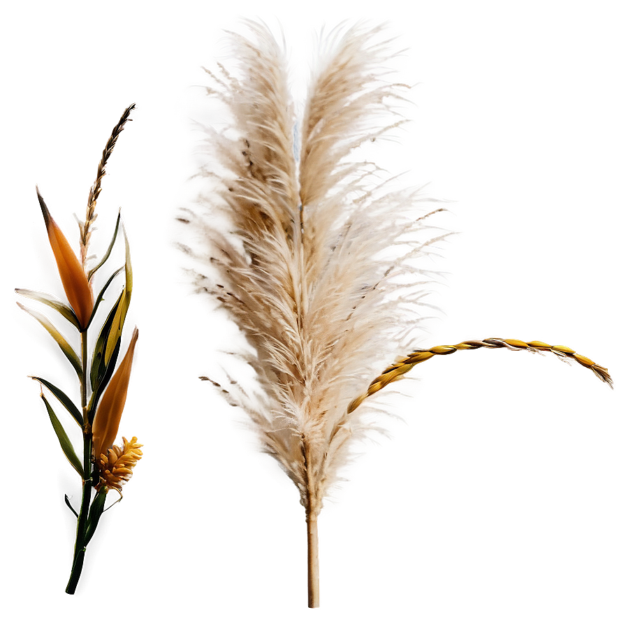 Pampas Grass Seed Png Gdg37