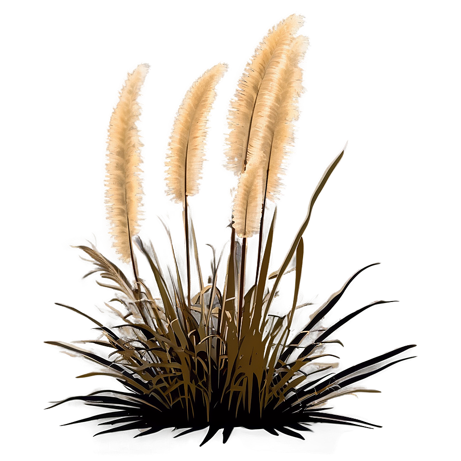 Pampas Grass Silhouette Png Xba