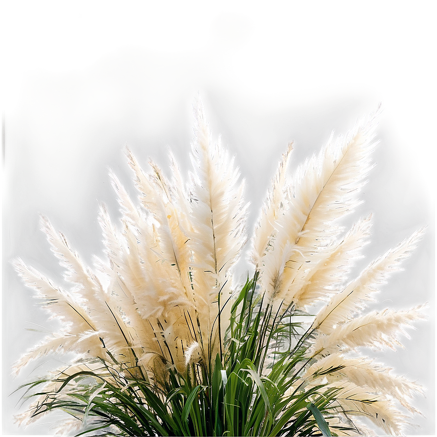 Pampas Grass Waves Png Bvc62