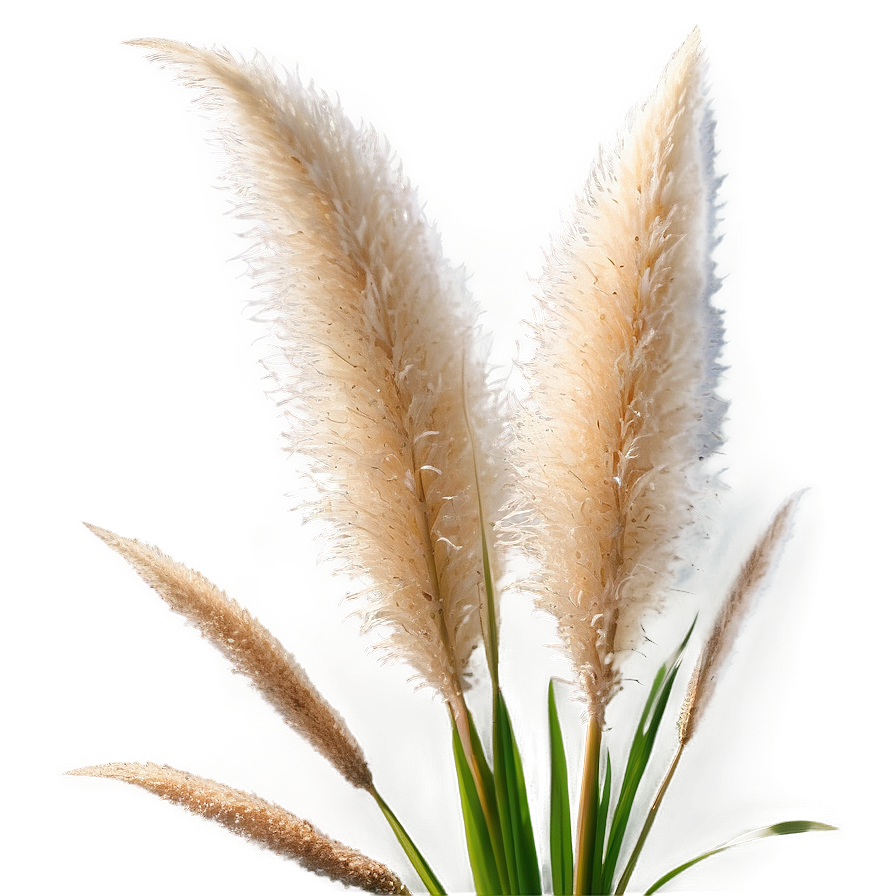 Pampas Grass With Dew Png Lwb16