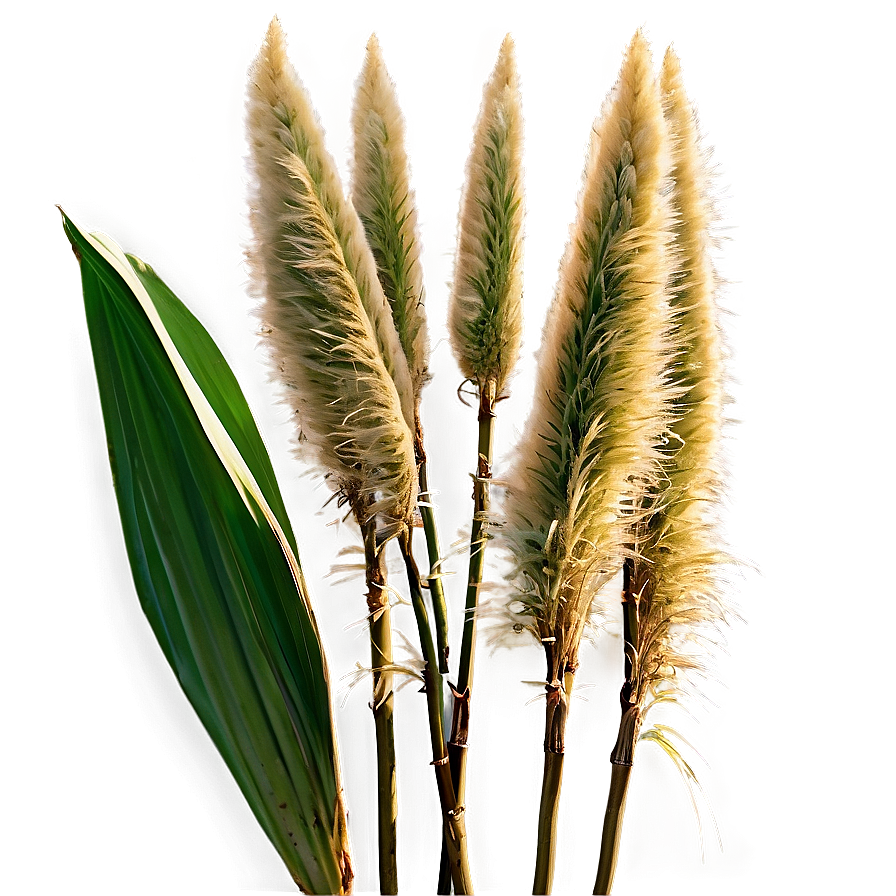 Pampas Grass With Dew Png Wup28