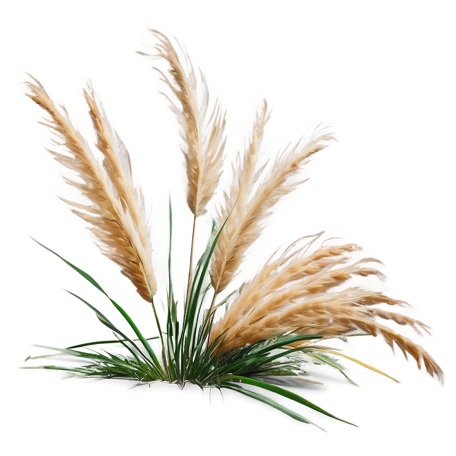 Pampas In Wind Png 06272024