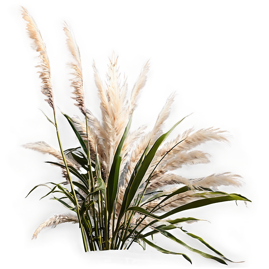 Pampas In Wind Png 44