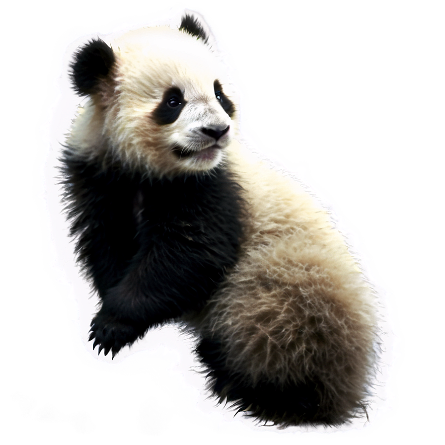 Panda Cub Fluffy Png Suw