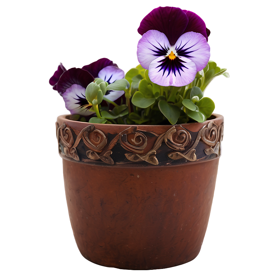 Pansy In Pot Png 23