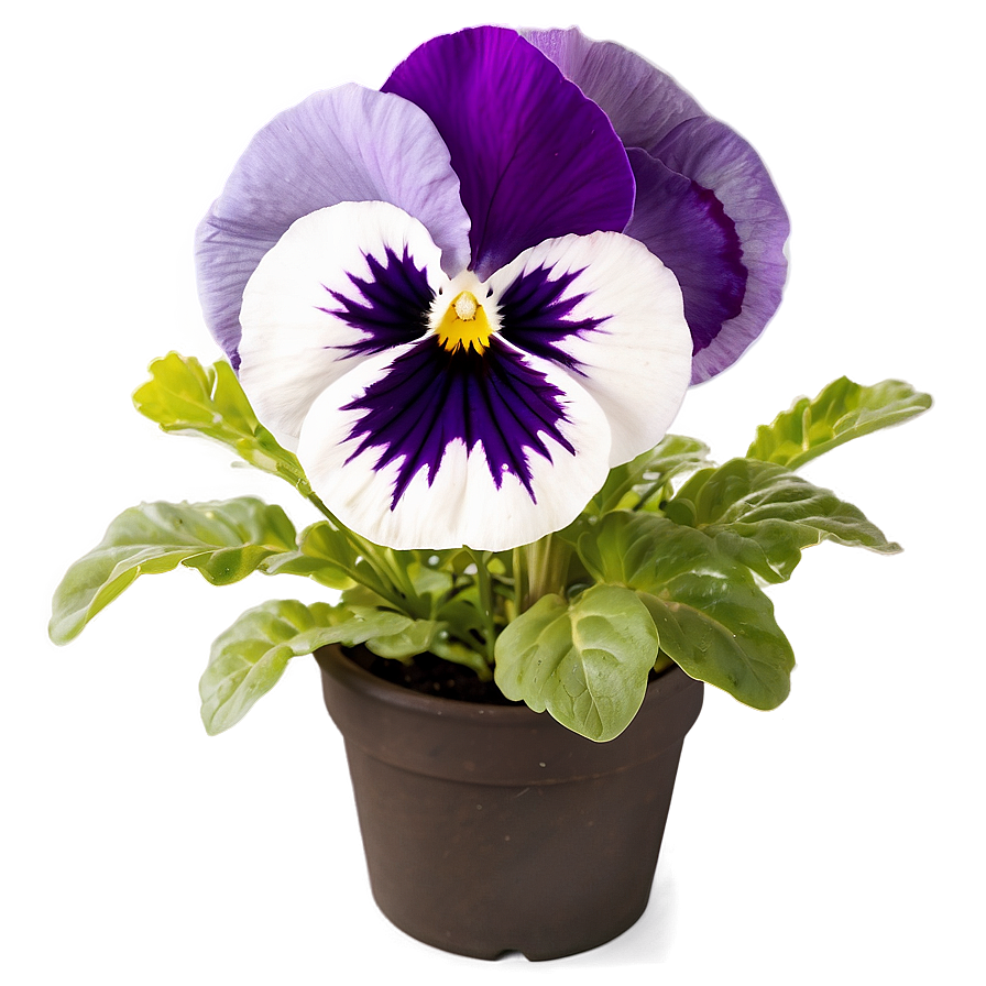 Pansy Under Sunlight Png Ltv95