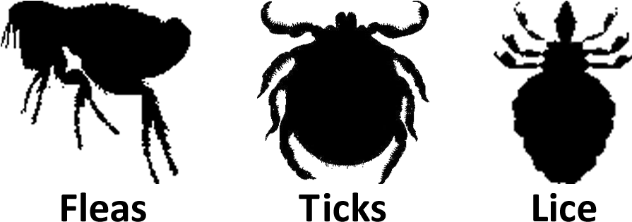 Parasitic Insects Comparison